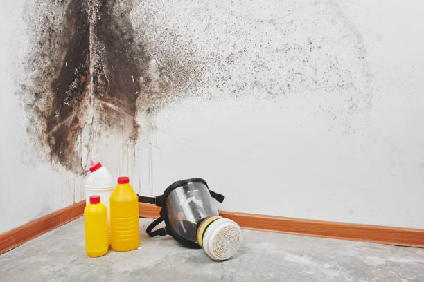 Best Basement Mold Remediation in San Bernardino, CA