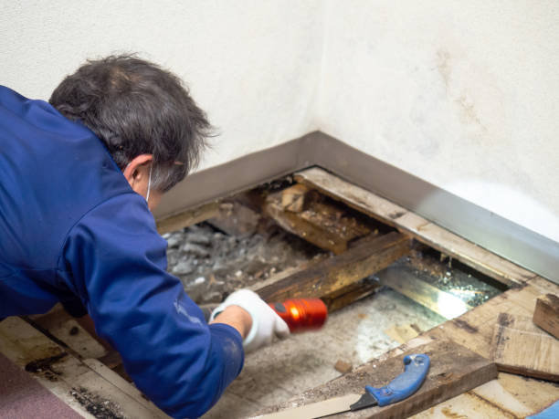 Best Mold Testing and Inspection Services in San Bernardino, CA