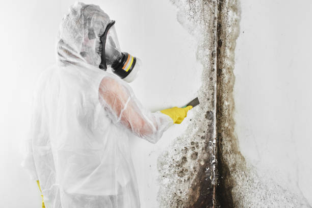 Best Post-Flood Mold Remediation in San Bernardino, CA