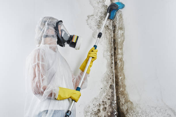 Best Bathroom Mold Remediation in San Bernardino, CA