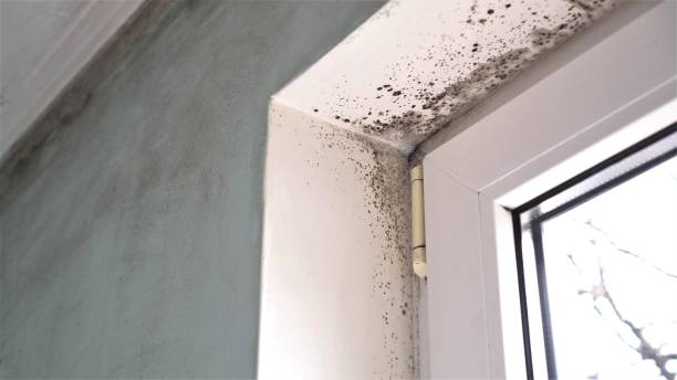 Best Basement Mold Remediation in San Bernardino, CA