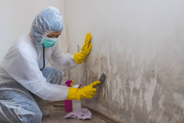 Best Black Mold Remediation in San Bernardino, CA