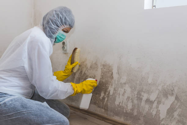 Best Health and Safety Mold Remediation in San Bernardino, CA