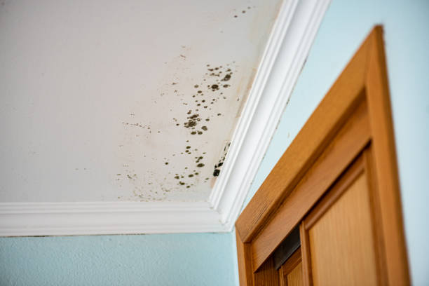 Best Mold Remediation for Specific Building Types in San Bernardino, CA