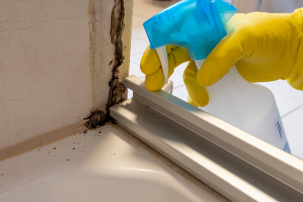 Best Post-Flood Mold Remediation in San Bernardino, CA