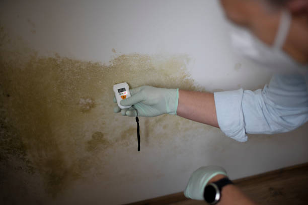 Best Black Mold Remediation in San Bernardino, CA