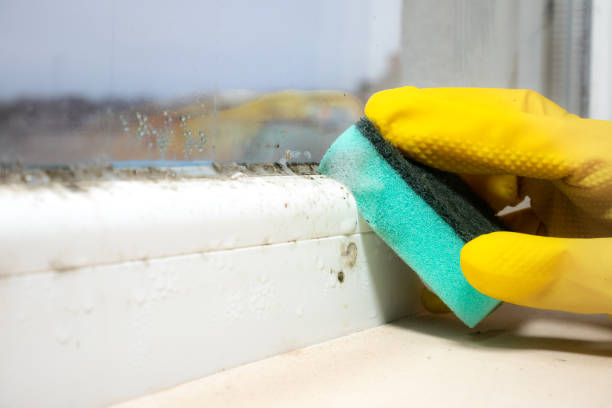 San Bernardino, CA Mold Remediation Company