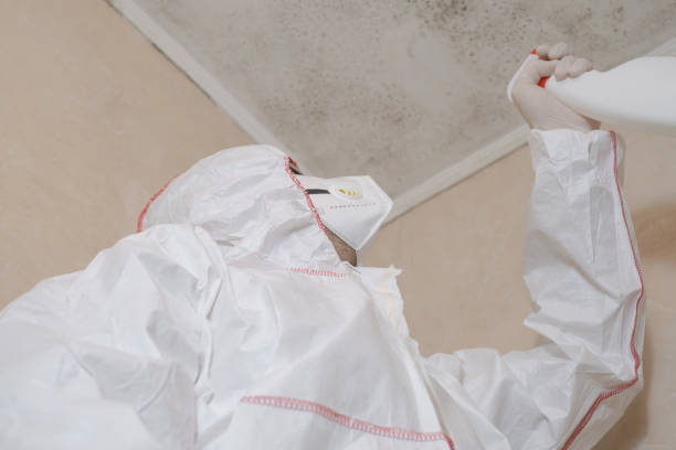 Best Post-Flood Mold Remediation in San Bernardino, CA