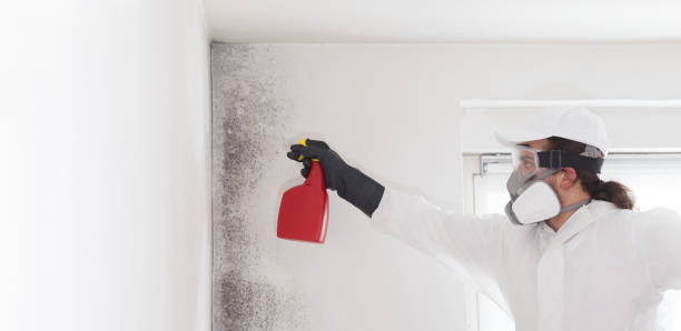 Best Mold Remediation for Schools in San Bernardino, CA