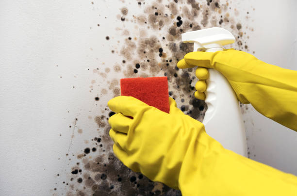 Best Insurance-Related Mold Remediation in San Bernardino, CA