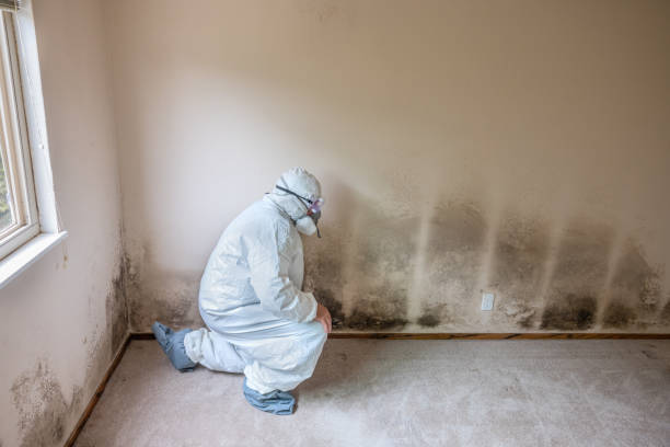 Best Kitchen Mold Remediation in San Bernardino, CA