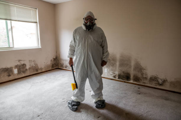 Best Mold Remediation for Specific Building Types in San Bernardino, CA