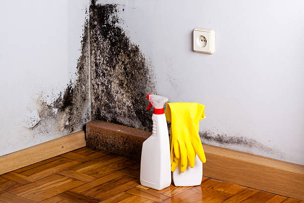 Best Attic Mold Remediation in San Bernardino, CA