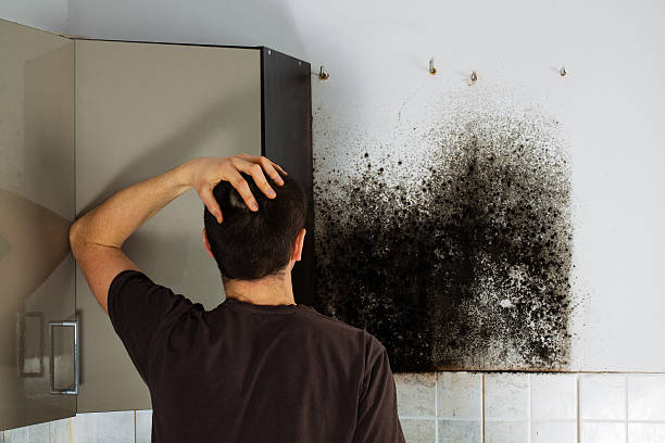 Best Residential Mold Remediation in San Bernardino, CA