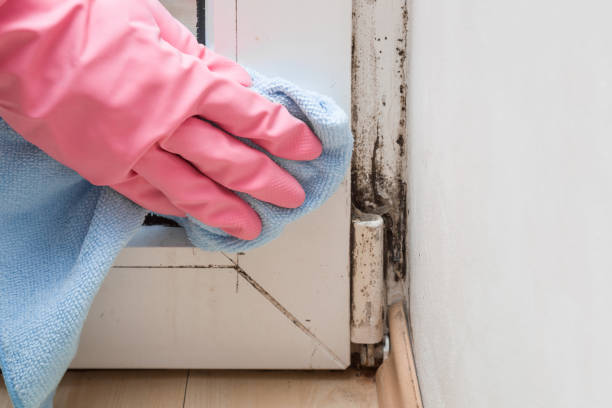 Best Residential Mold Remediation in San Bernardino, CA