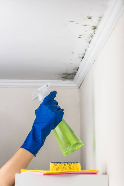 Best Emergency Mold Remediation in San Bernardino, CA