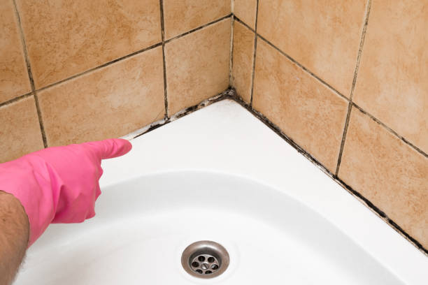 Best Black Mold Remediation in San Bernardino, CA